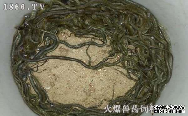 水律蛇養(yǎng)殖新技巧揭秘，高效養(yǎng)殖方法與實用操作指南