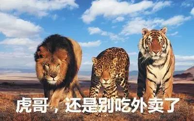 最新虎獅，學(xué)習(xí)變革的力量，自信與成就感的崛起之路