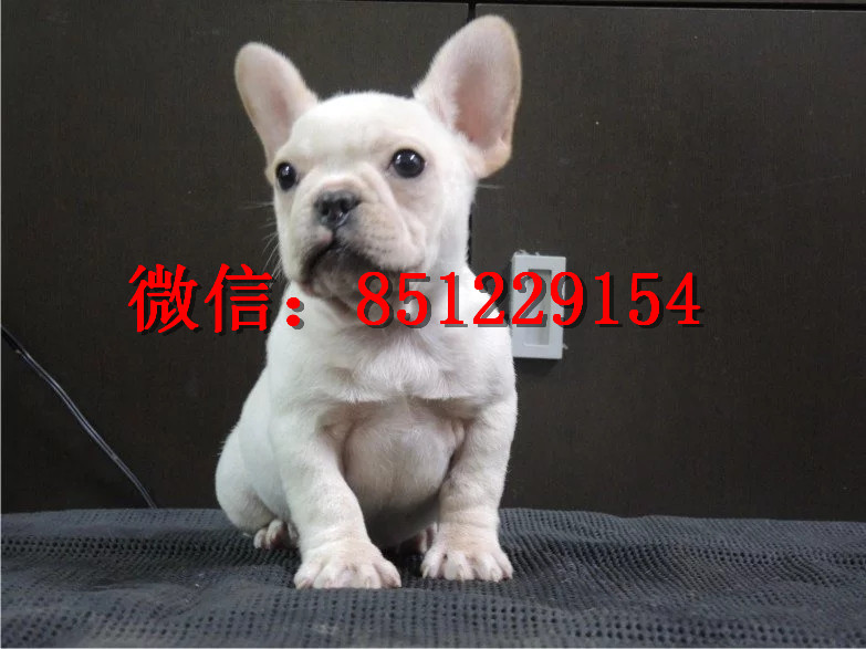 法牛犬行情走勢揭秘，溫馨日常背后的市場趨勢