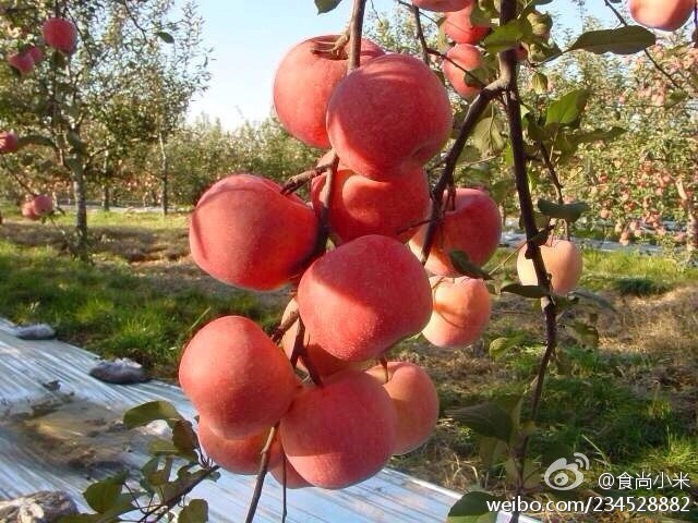 阿克蘇蘋(píng)果上市時(shí)間詳解，全面步驟指南