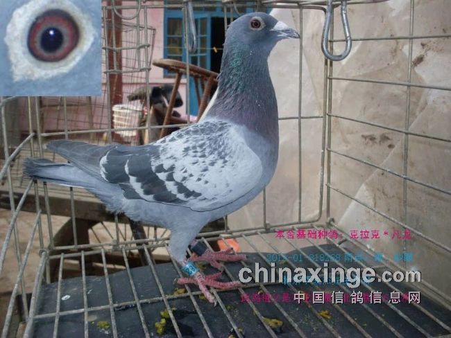 最新臺(tái)鴿翱翔夢(mèng)想，學(xué)習(xí)鑄就自信之翼