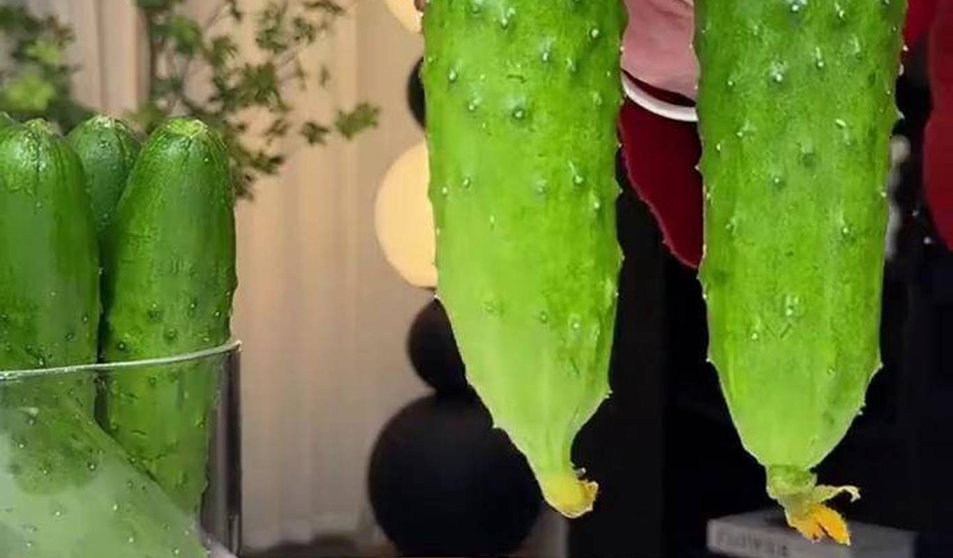 黃瓜視頻下載最新版，時(shí)代背景下短視頻巨頭的迅速崛起